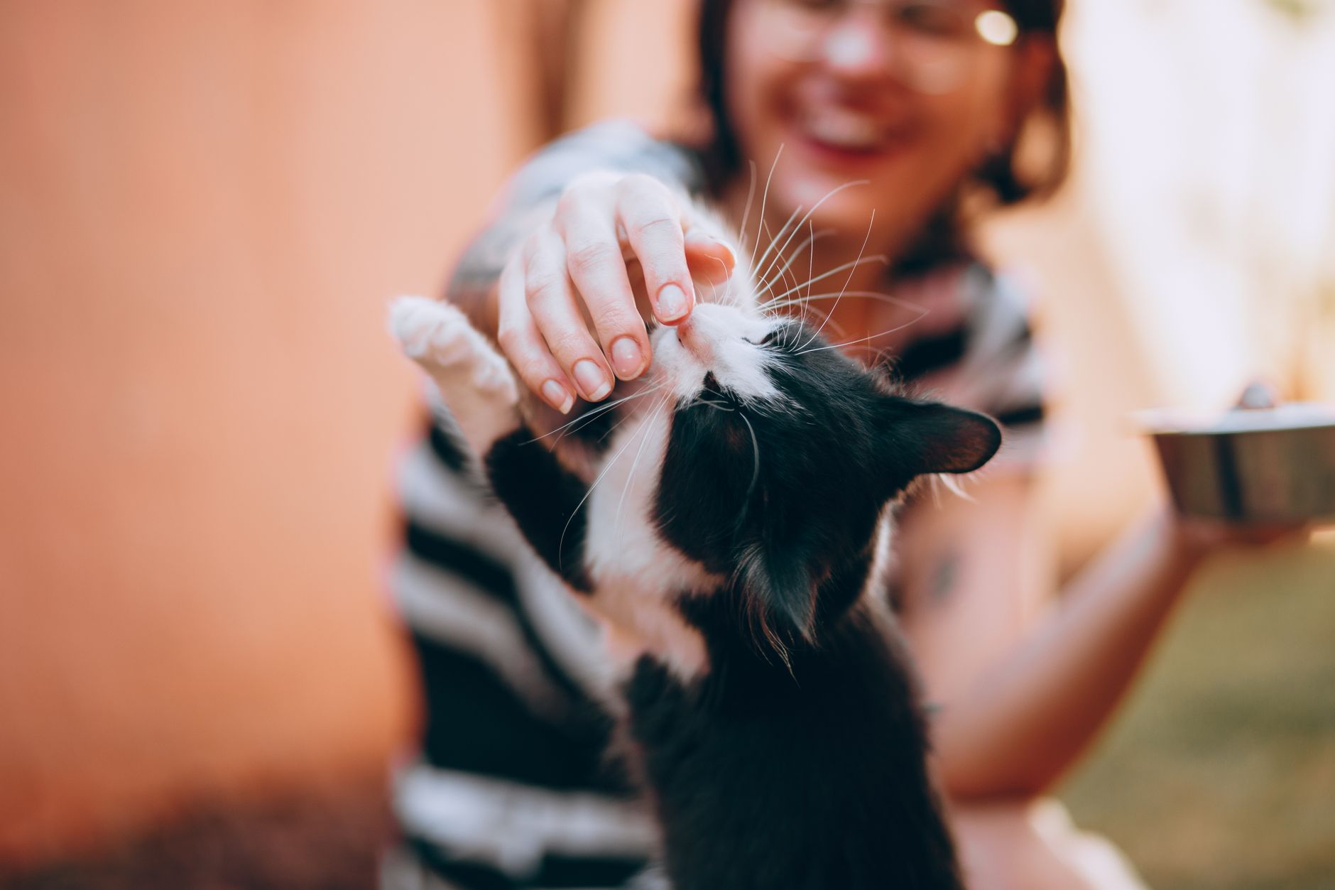 Como Darle Una Pastilla A Un Gato — Guía Profesional