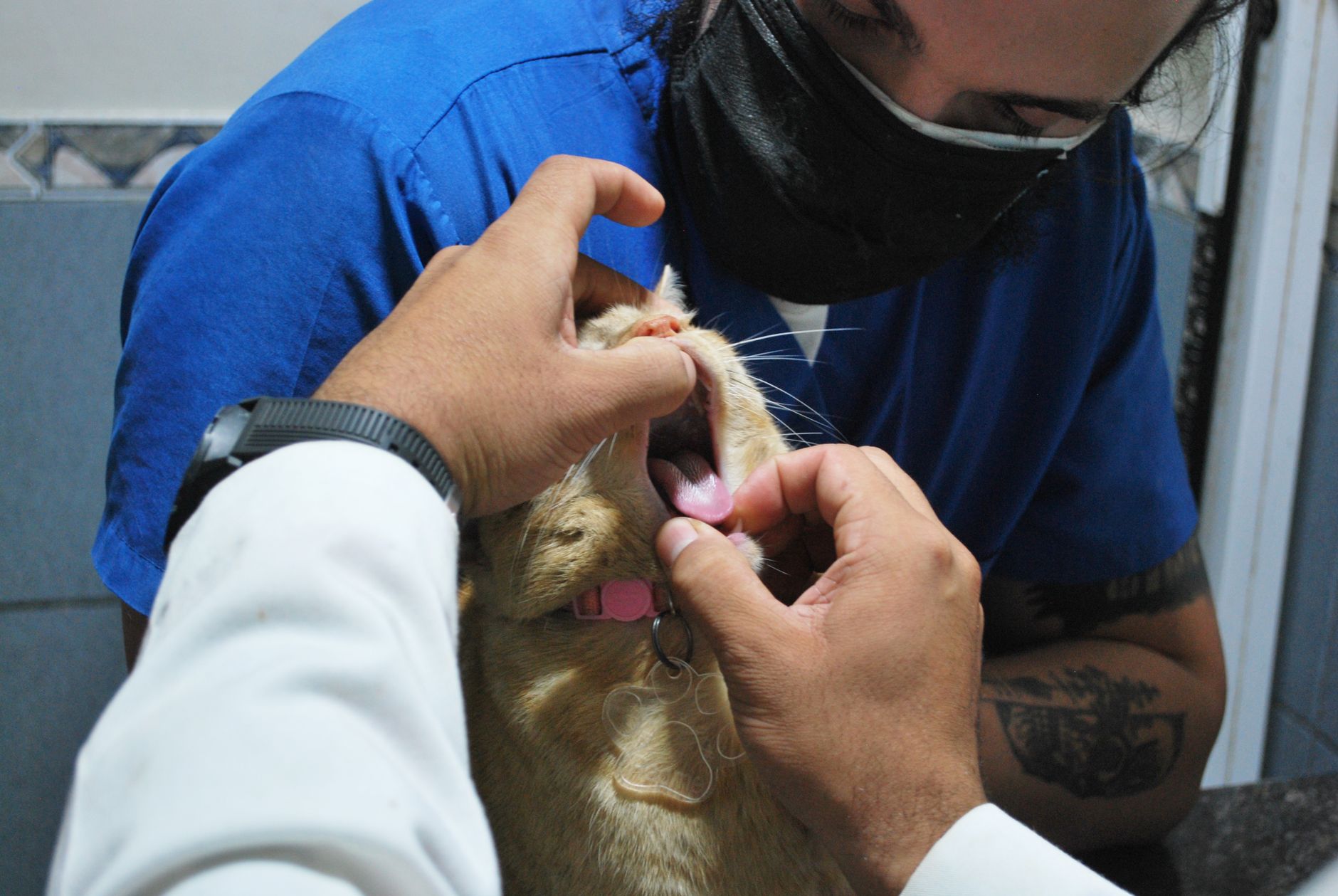 Desparasitacion De Gatos — Guía Profesional
