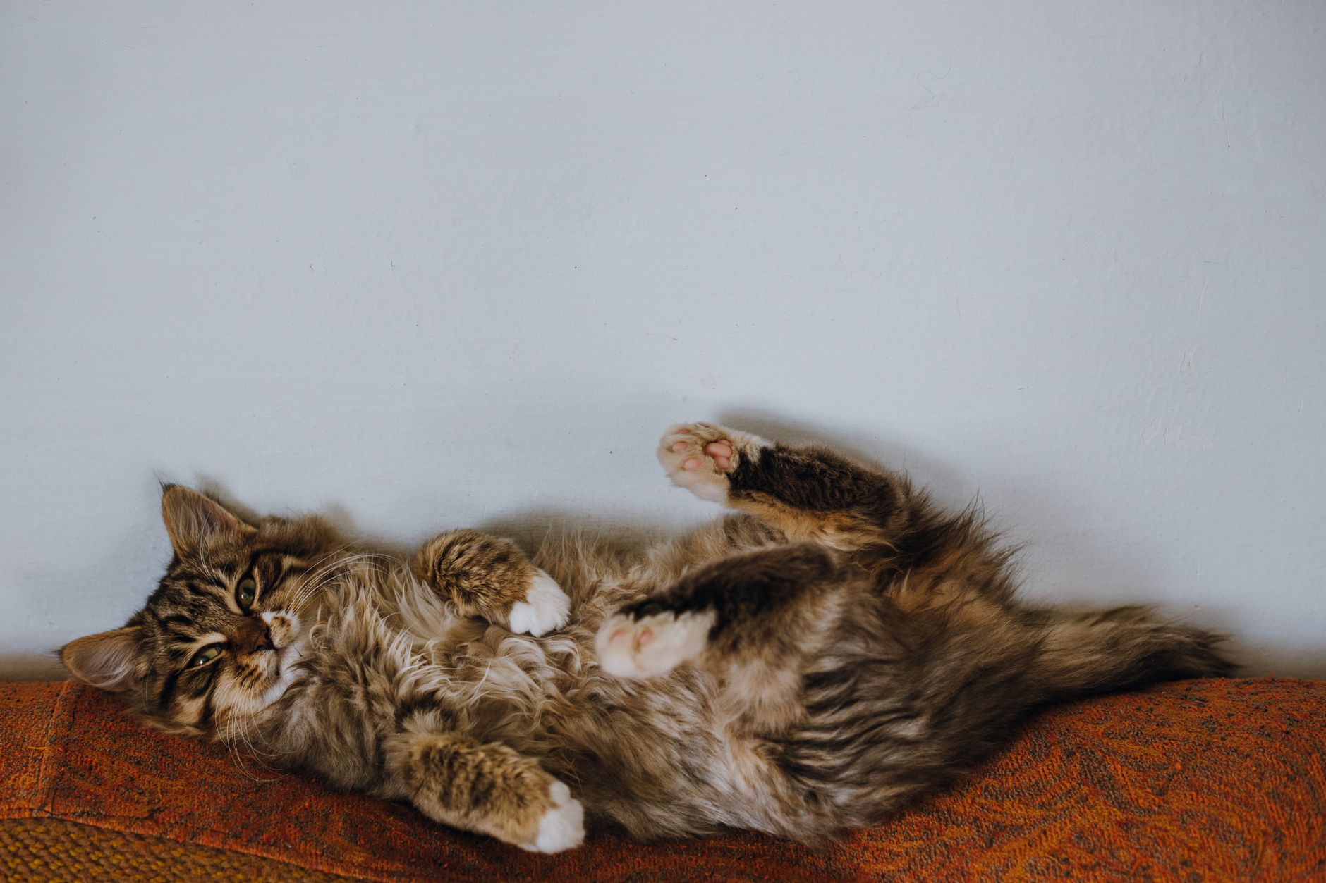 Pancreatitis En Gatos — Guía Profesional